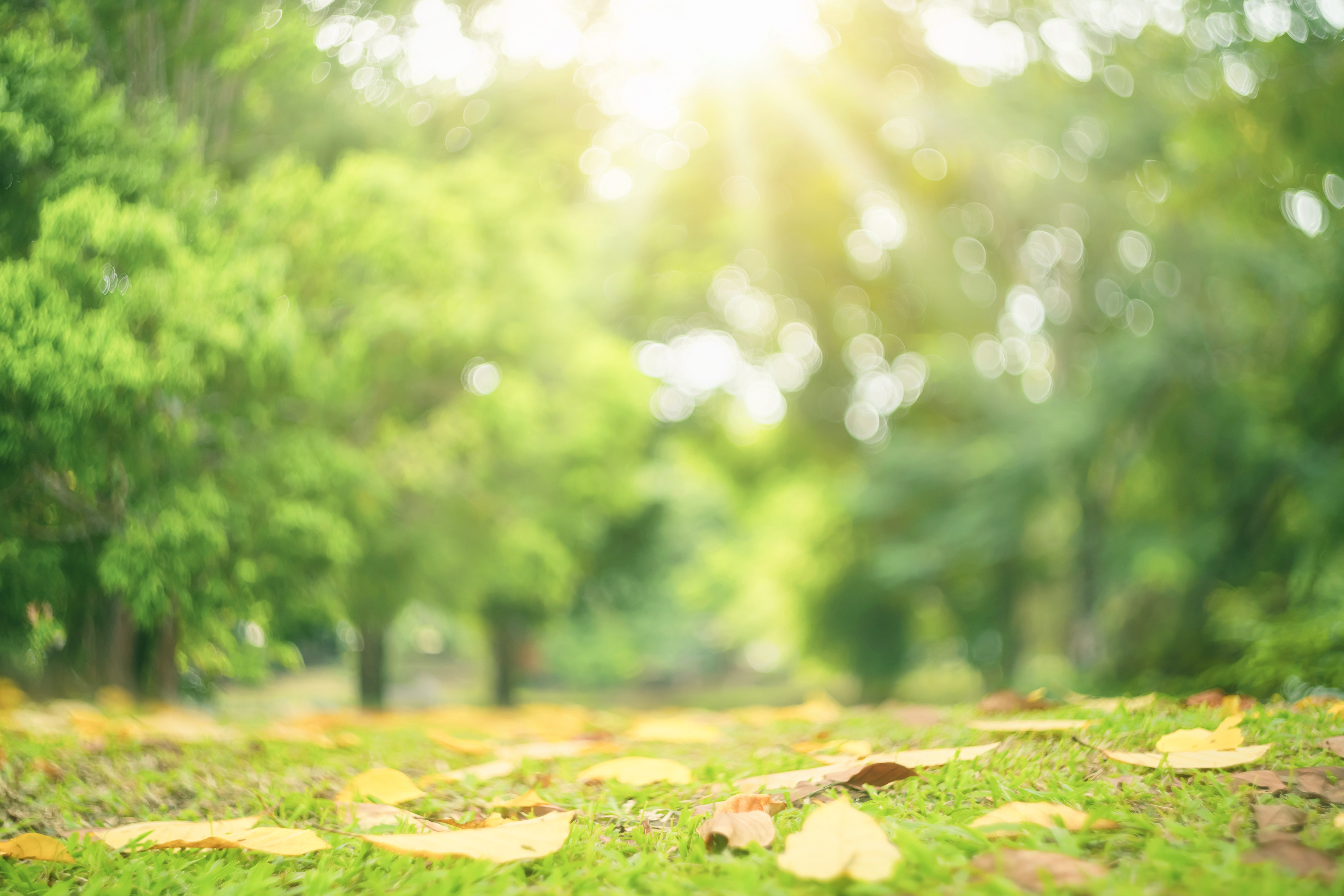 [Temps d'échange] Résilience et gestion technique des espaces verts face au changement climatique 