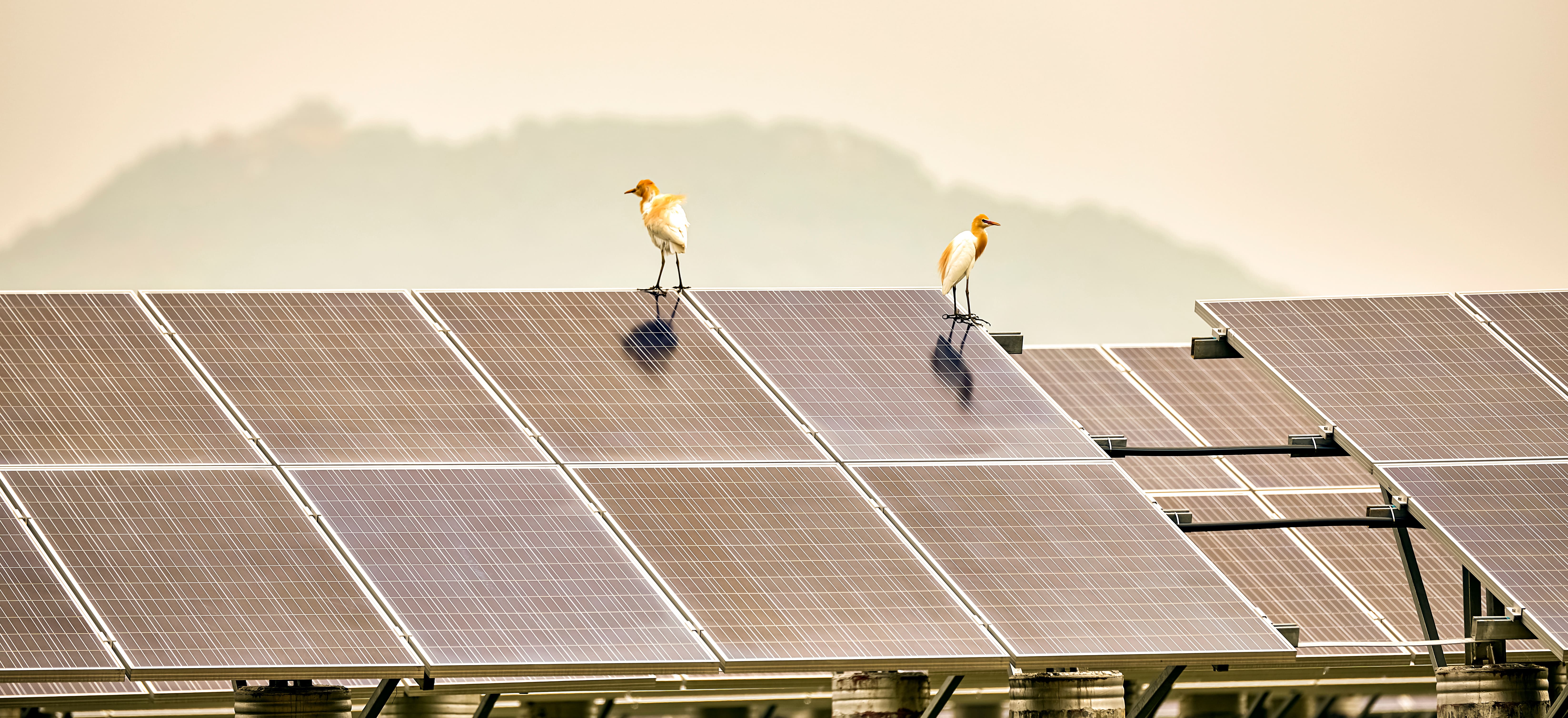 Concilier énergies renouvelables et biodiversité dans les territoires : quelles coopérations entre associations et collectivités ?