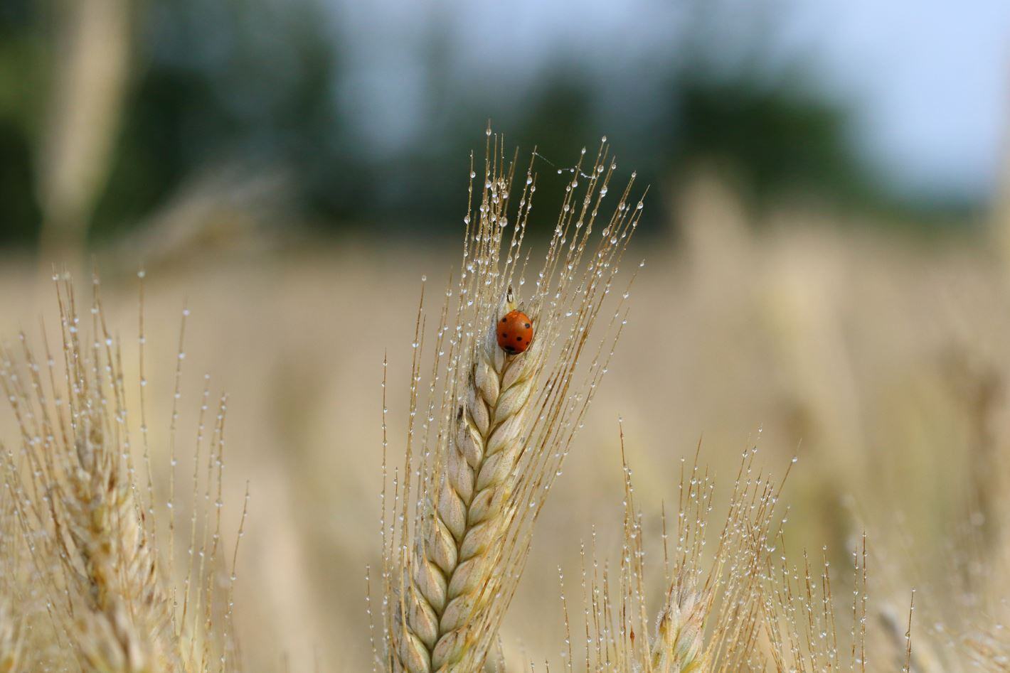 Accompagner les agriculteurs pour préserver la ressource en eau 