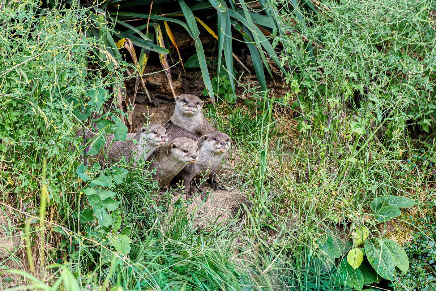 Présence d'espèces protégées : quelles conséquences pour votre projet ? 