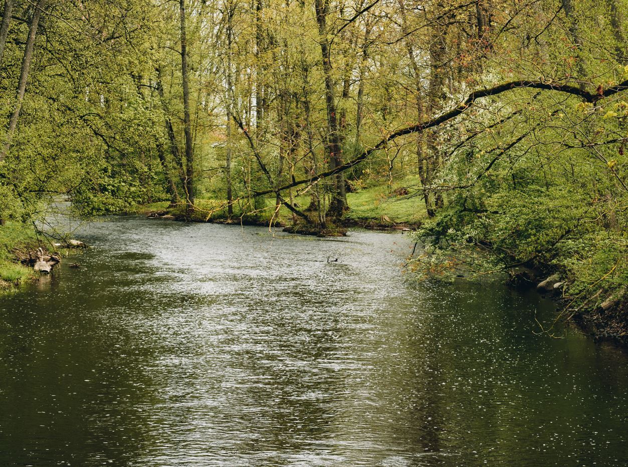 Comment la préservation des ripisylves contribue à la bonne santé des écosystèmes aquatiques, en contexte de changement climatique ? 