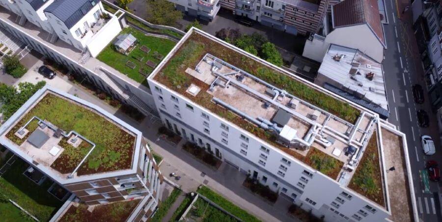 Intégrer la biodiversité dans les bâtiments : retex Ville de Lille 