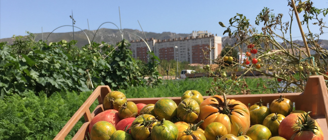 Agriculture urbaine : Retex et principes pour concevoir un projet agroécologique